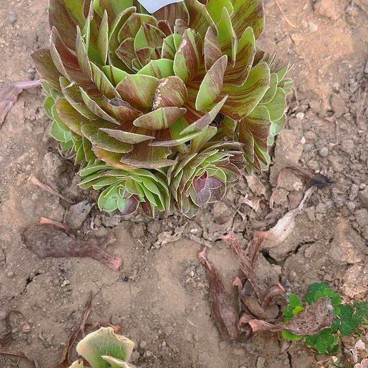亹*481花月夜多肉植物3