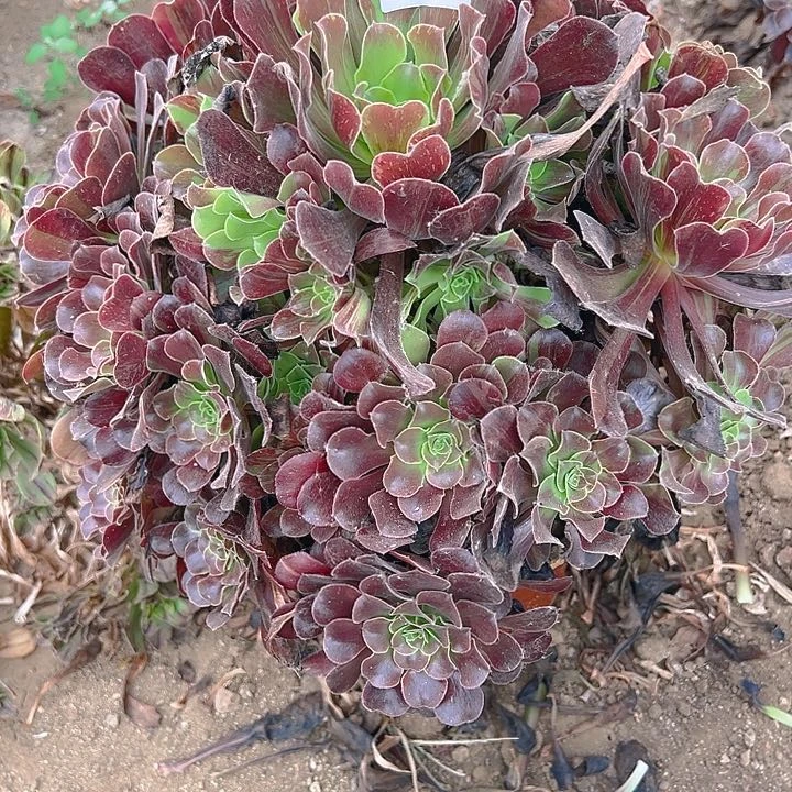 456欧若拉多肉植物2