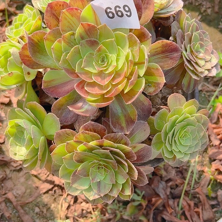 669花月夜多肉植物1