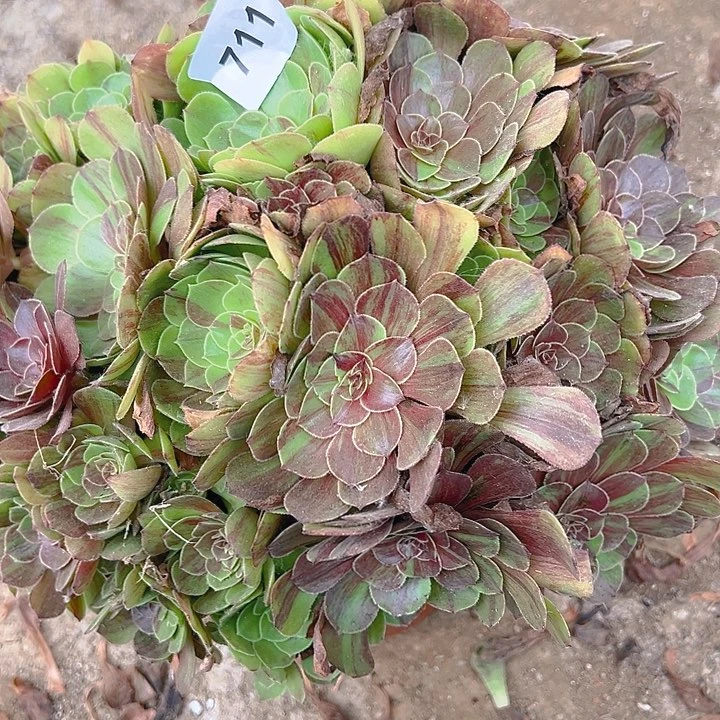 711花月夜多肉植物1