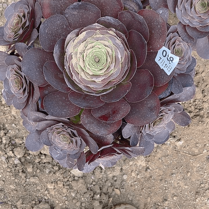 7.18-58玫瑰多肉植物5