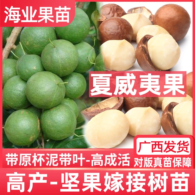 坚果树苗广西桂热1号澳洲坚果苗嫁接夏威夷果高产庭院南方种植