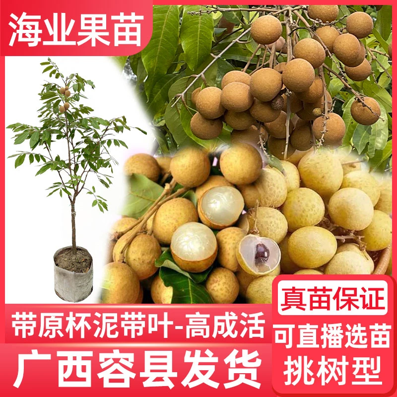 龙眼树苗嫁接桂圆石硖储良特大四季脆蜜龙眼果苗当年结果带土庭院