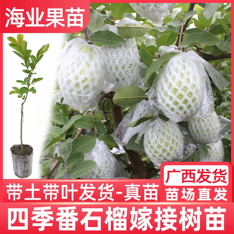 奶油芭乐番石榴苗树嫁接台湾四季珍珠帝王红宝石无籽红心芭乐果苗