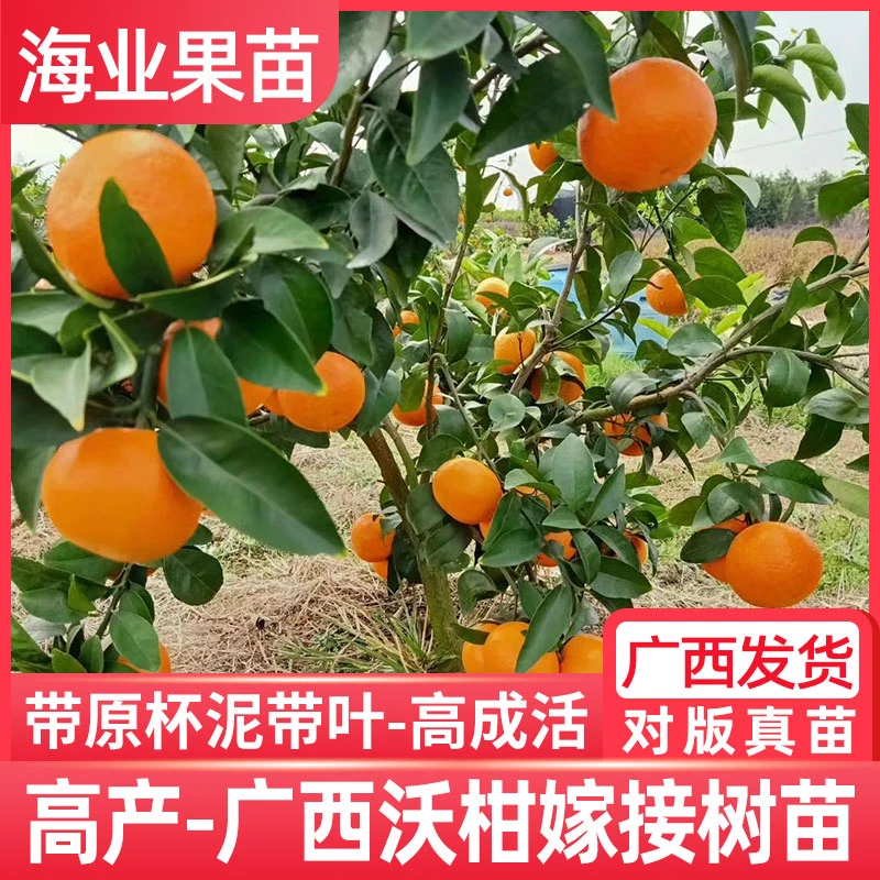 广西武鸣沃柑苗嫁接树苗高产当年结果香橙头红江橙红肉脐橙柑橘子
