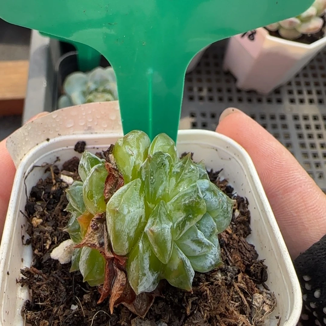 115哈哈哈哈哈哈哈哈