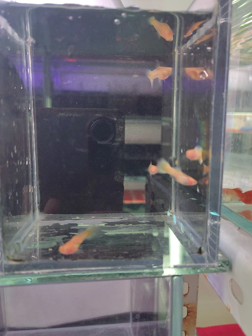 黄金孔雀鱼六条（入缸后不包损）