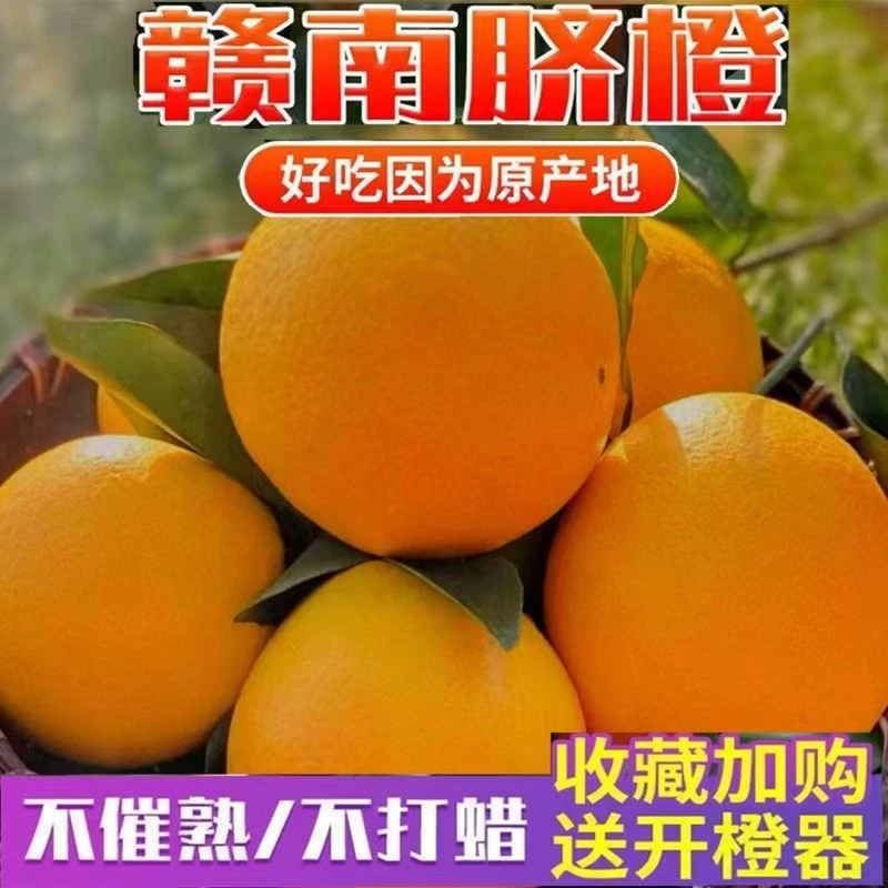 正宗江西赣南脐橙新鲜大果应季当季水果橙子产地直发手剥冰糖甜橙