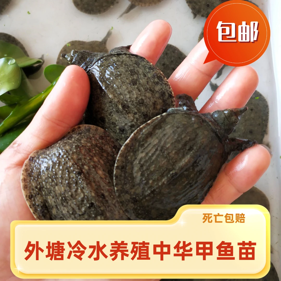 外塘冷水苗中华鳖生态鲜活甲鱼团鱼水鱼江西南丰头套