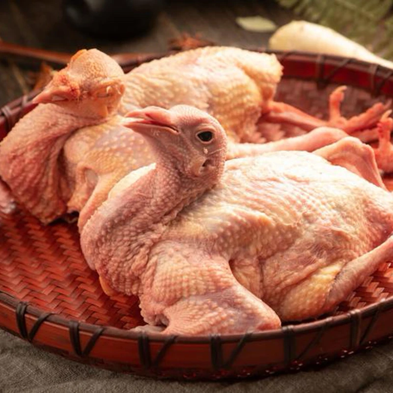 新鲜鸽子肉乳鸽活体现杀正宗老鸽子