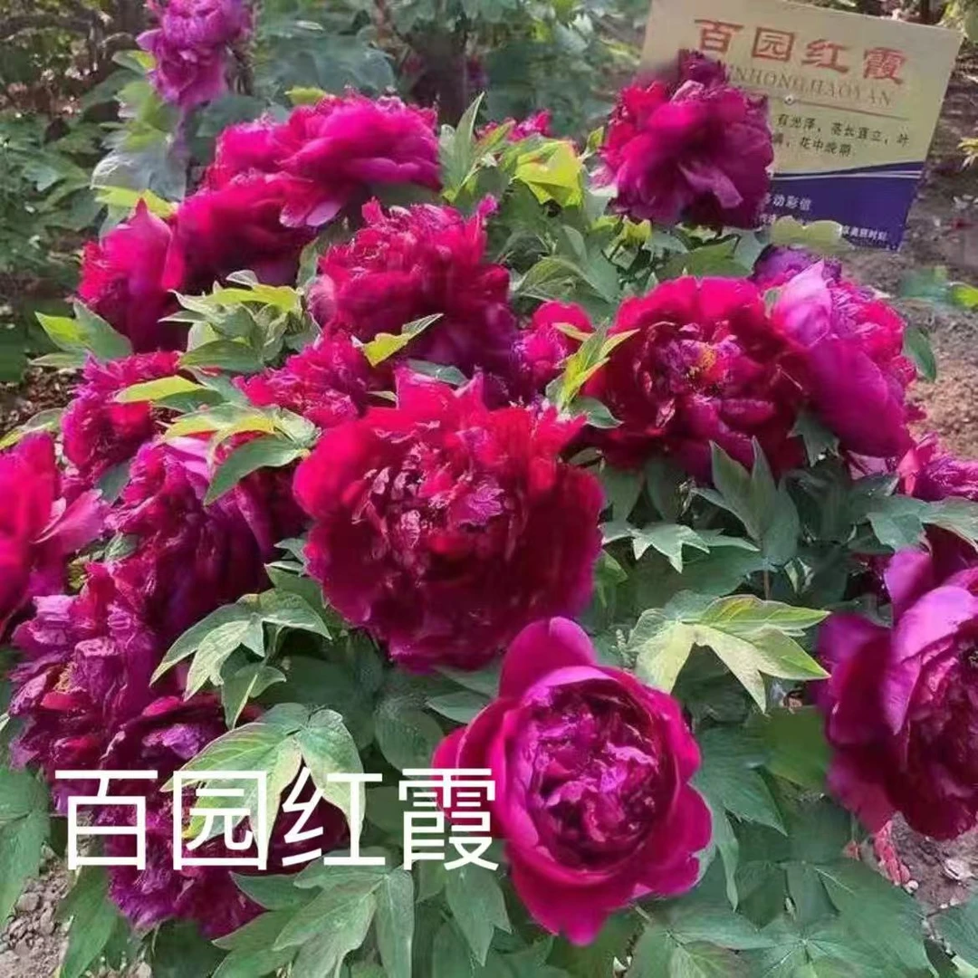 观赏牡丹【百园红霞】预定先发肥料秋季发苗