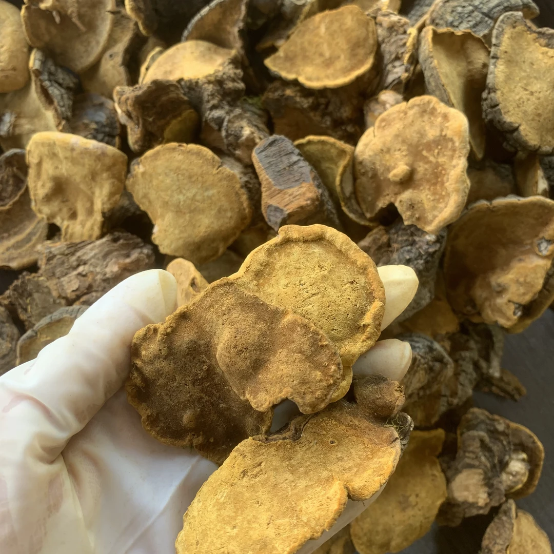 【翠贵海】西藏桑黄  煲汤 煮水，泡水，煮汤