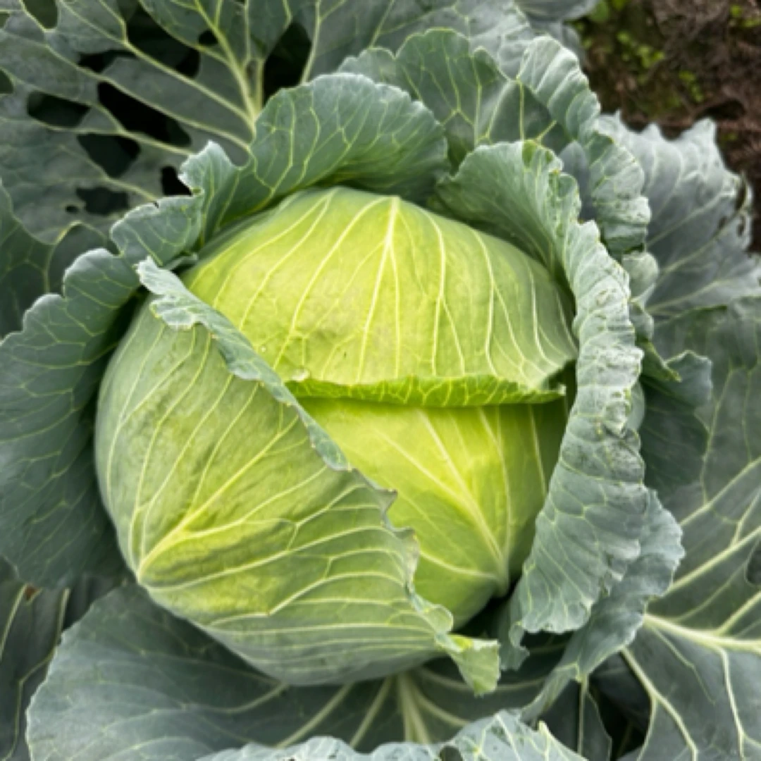 正宗农家包菜露天蔬菜大自然成长的叶子菜
