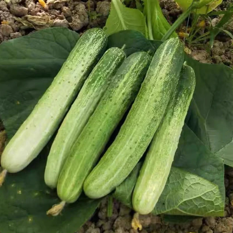 黄瓜露天种植3斤装新鲜蔬菜