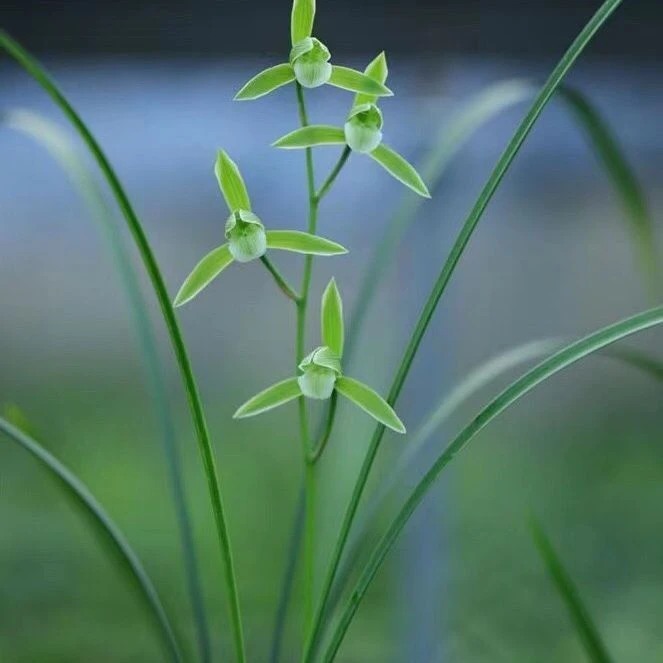 本地寒兰一物一拍
