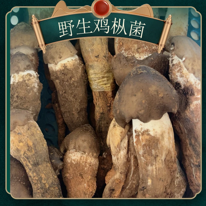 【顺丰包邮】新鲜野生鸡枞菌云南文山丘北特产独鸡纵季节鲜食美味