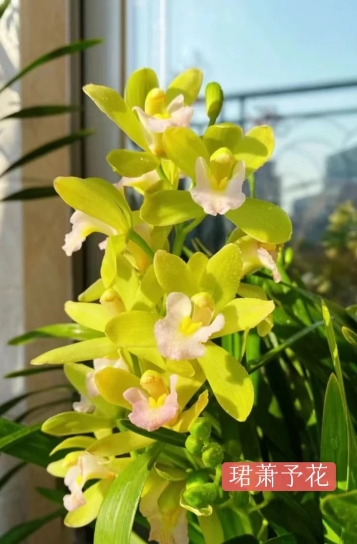 【粉丝专属】名贵品种蕙兰-碧玉香兰糖果香优雅贵气室内年花-带花剑