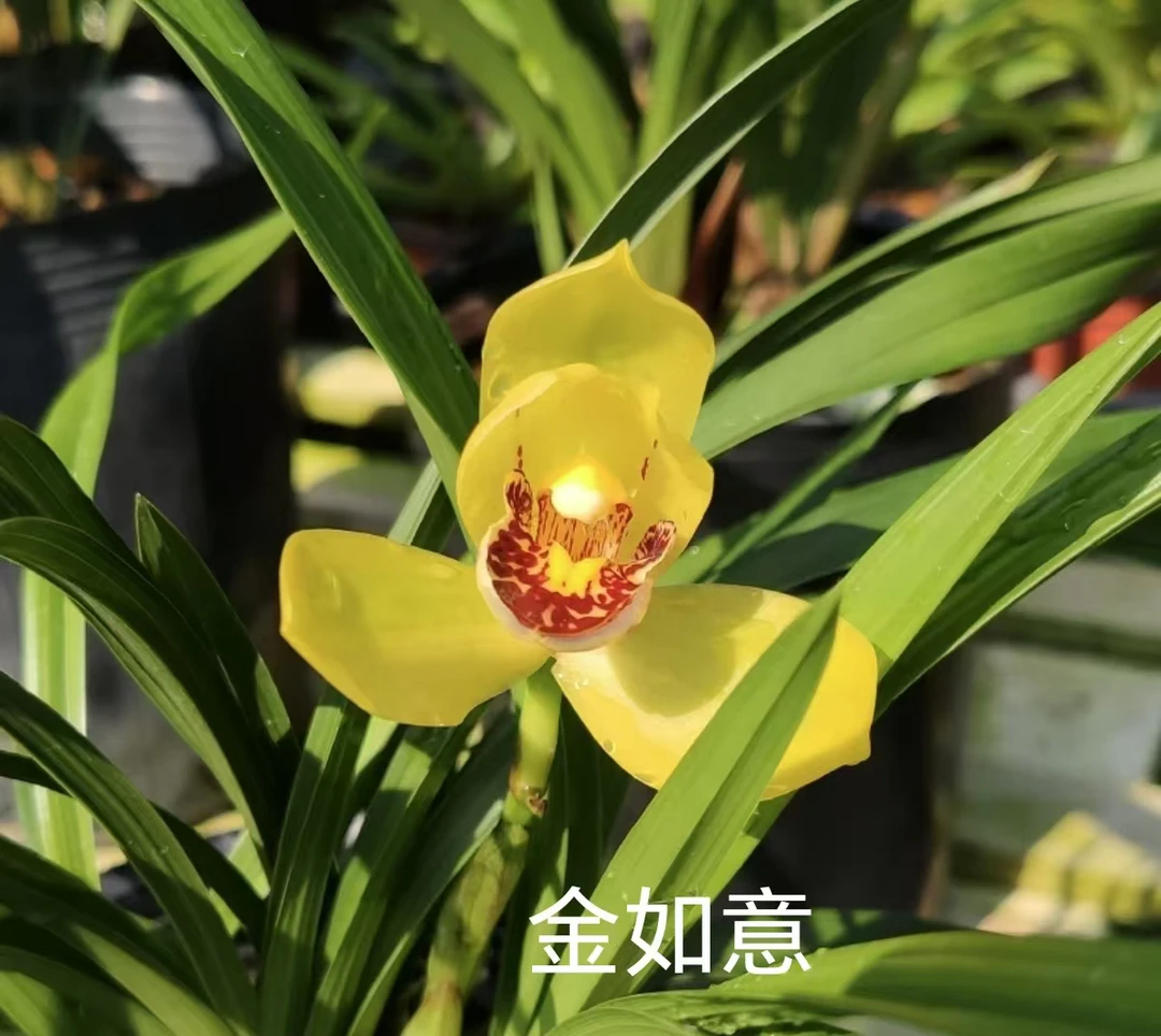 【珺萧予花】 金中国 四季兰 裸苗发货 2-3苗幽香型 室内高端兰花