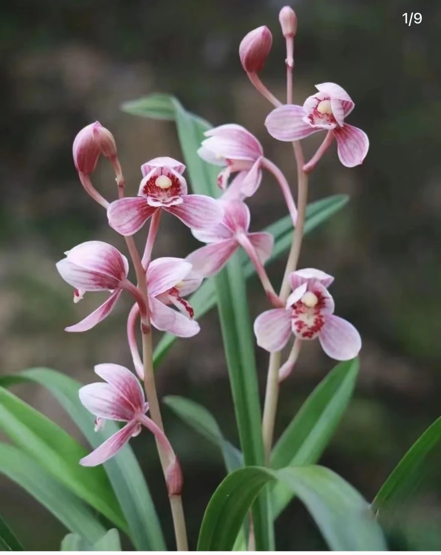 建兰，蕙兰，春兰，寒兰（随机裸根发货）