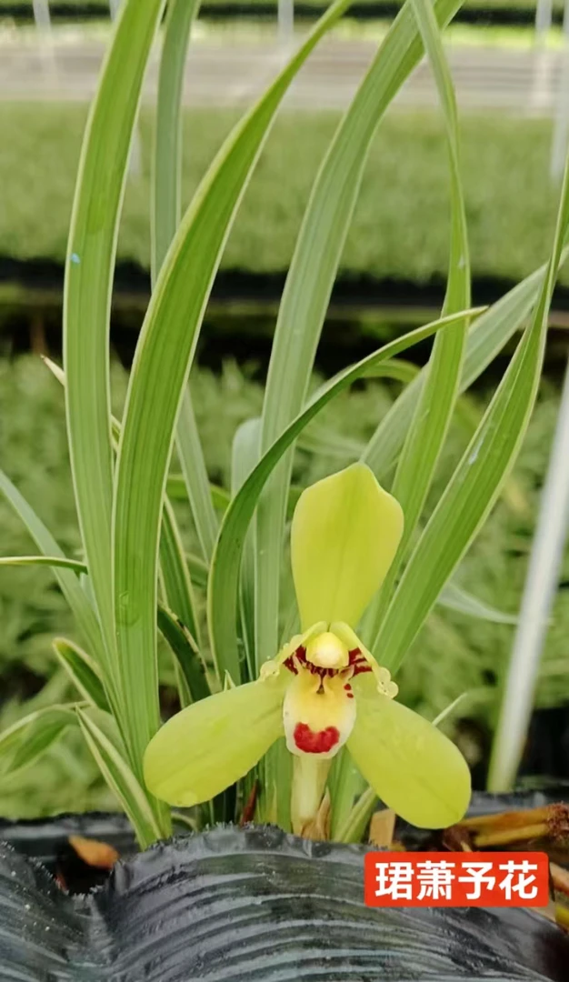 【珺萧予花】仙荷红韵 春兰 富贵开花浓香室内兰花带花苞