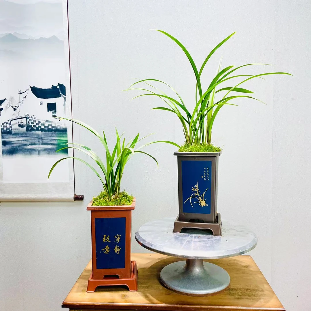 建兰铭品【富山奇蝶】带仿古树脂盆种好发货茶桌客厅室内兰花绿植