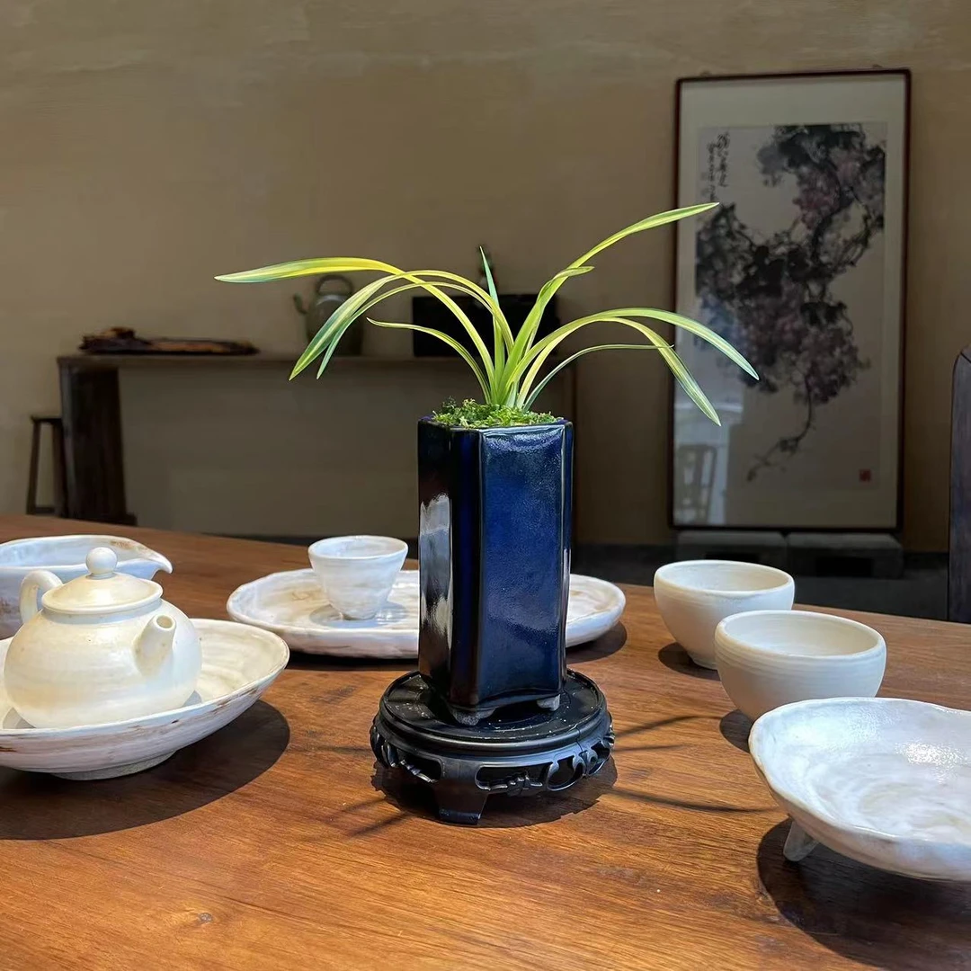 春兰黄金中透【吉祥荷】带哥窑宝蓝渐变瓷盆  办公桌花卉绿植