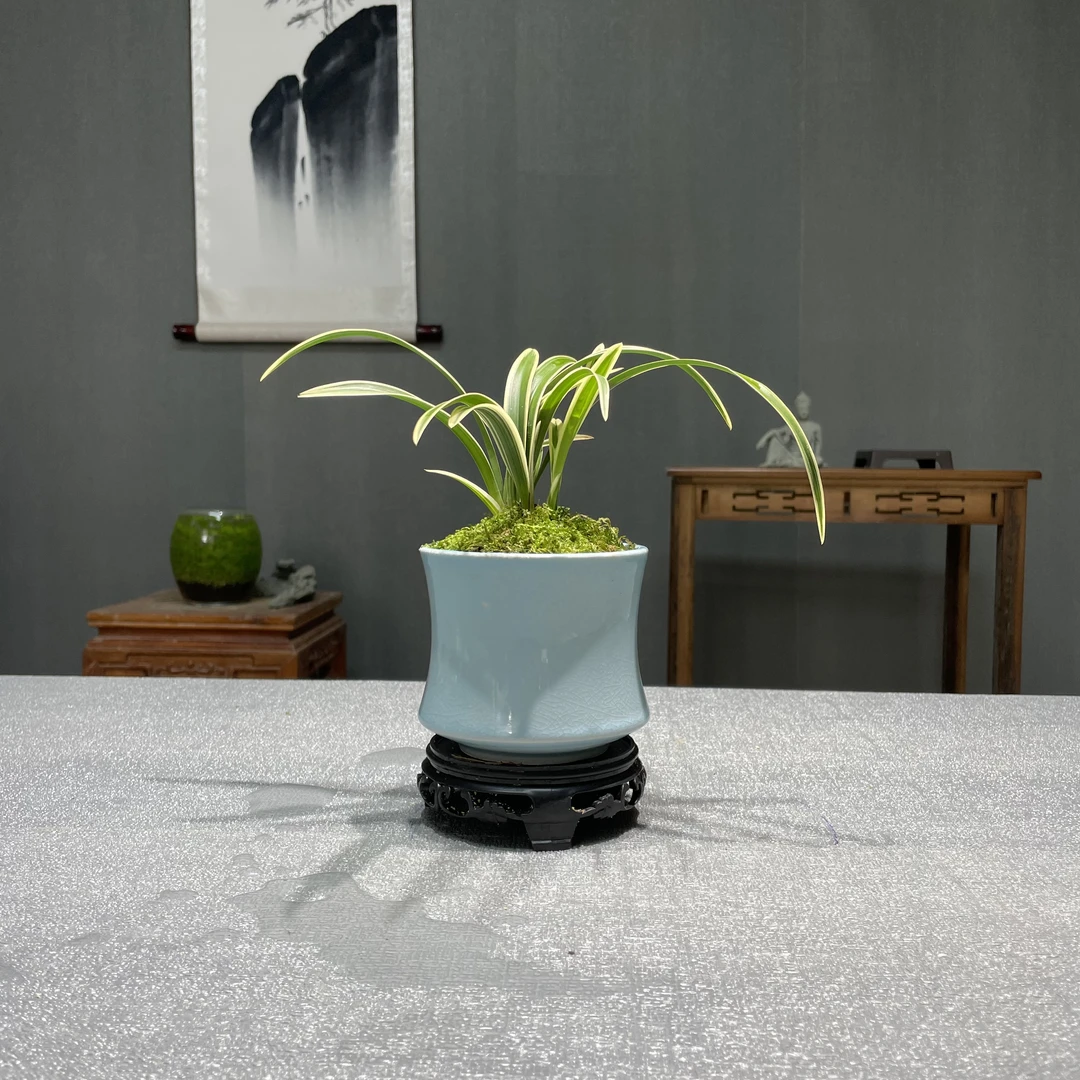建兰铭品【凤凰冠】 带冰裂豁口盆种好矮种兰花 好养易活客厅茶桌