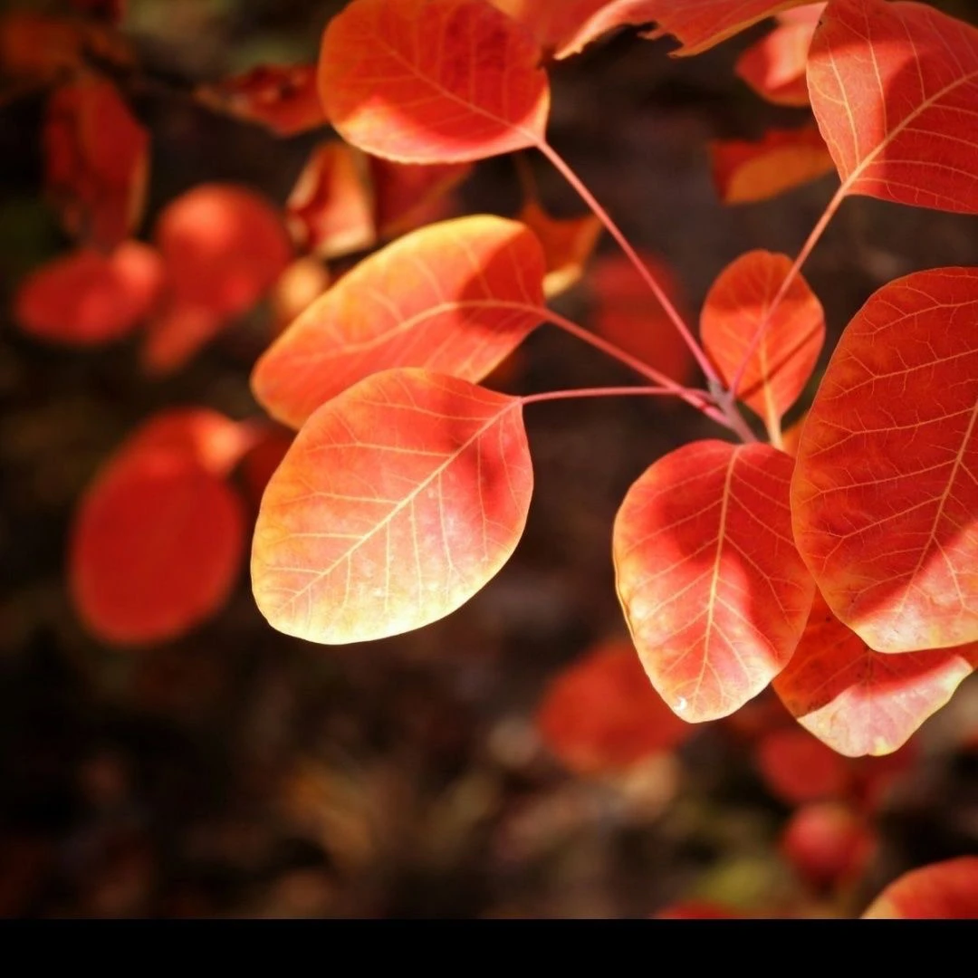 红叶黄栌素材两颗盆景包邮