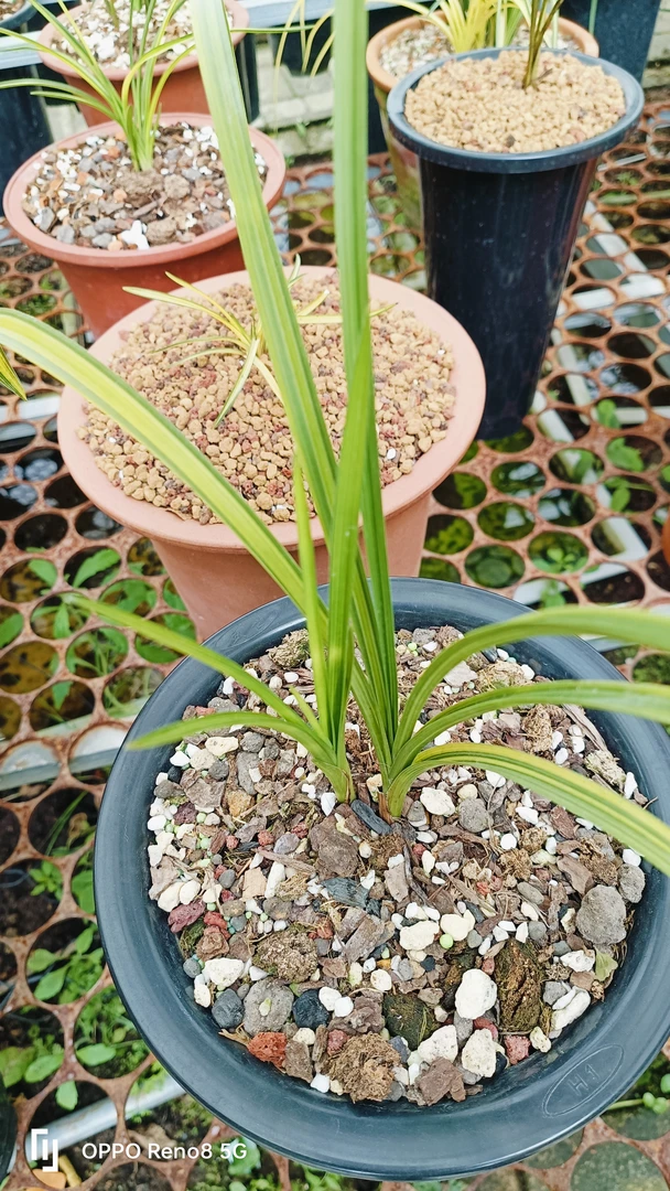 鲜花花卉园艺，一物一拍，请勿自行下单
