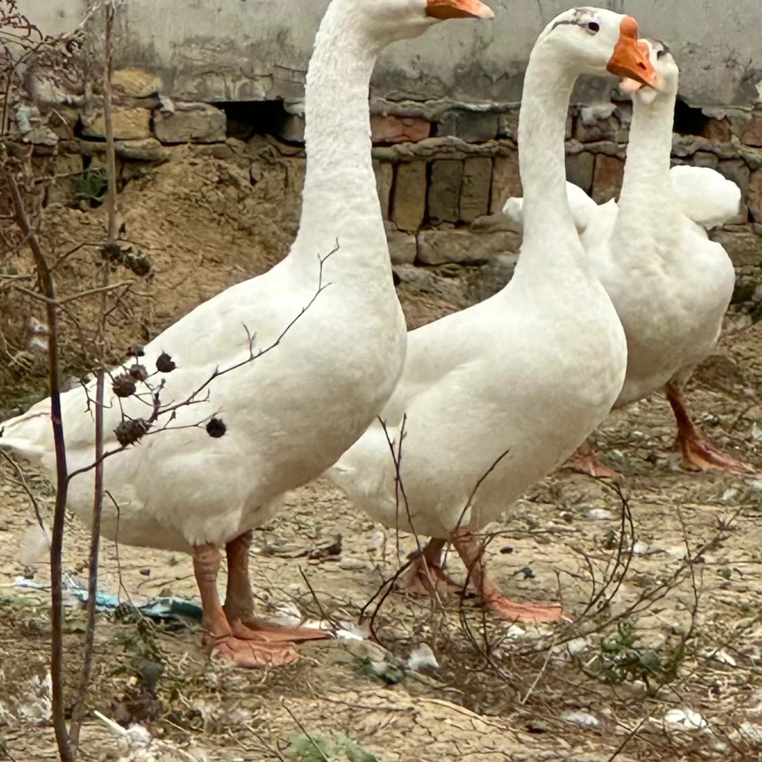 自家散养的大白鹅青年鹅