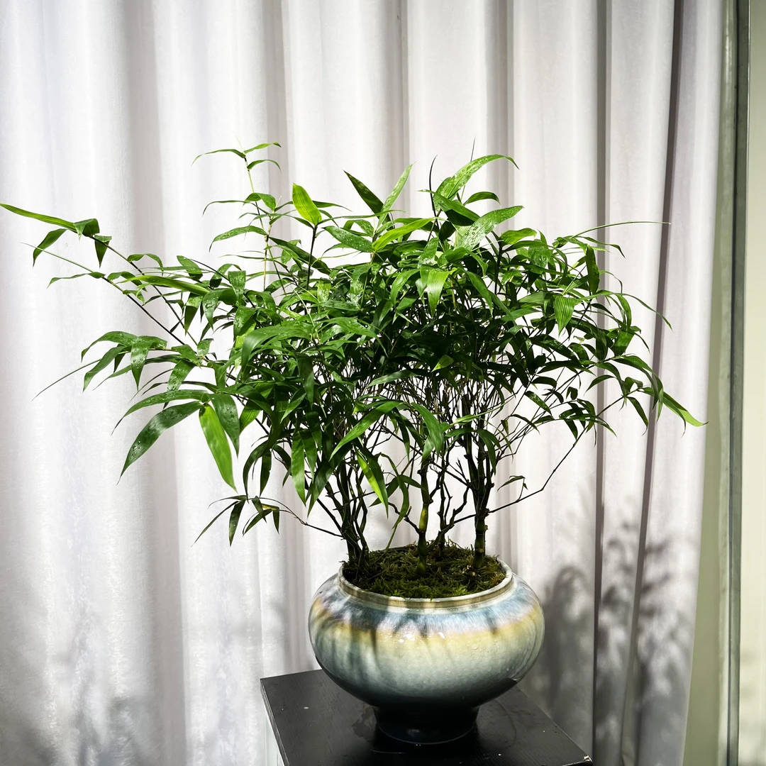 丛林佛肚竹室内好养茶室空间桌面绿植盆栽四季常青寓意好养护简单