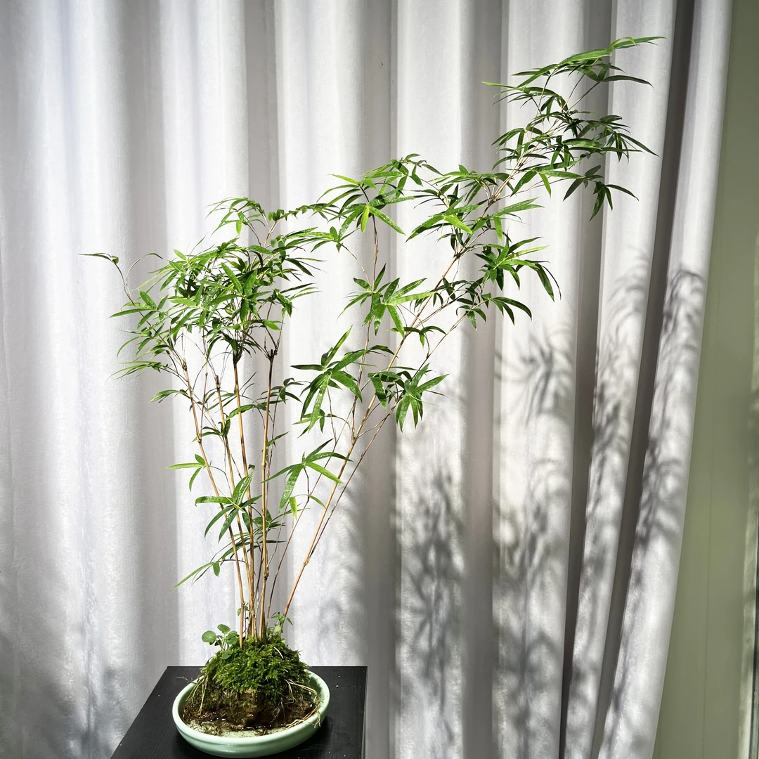 室内桌面绿植盆栽附石观音竹红竹茶室空间寓意好意境盆景节节高升
