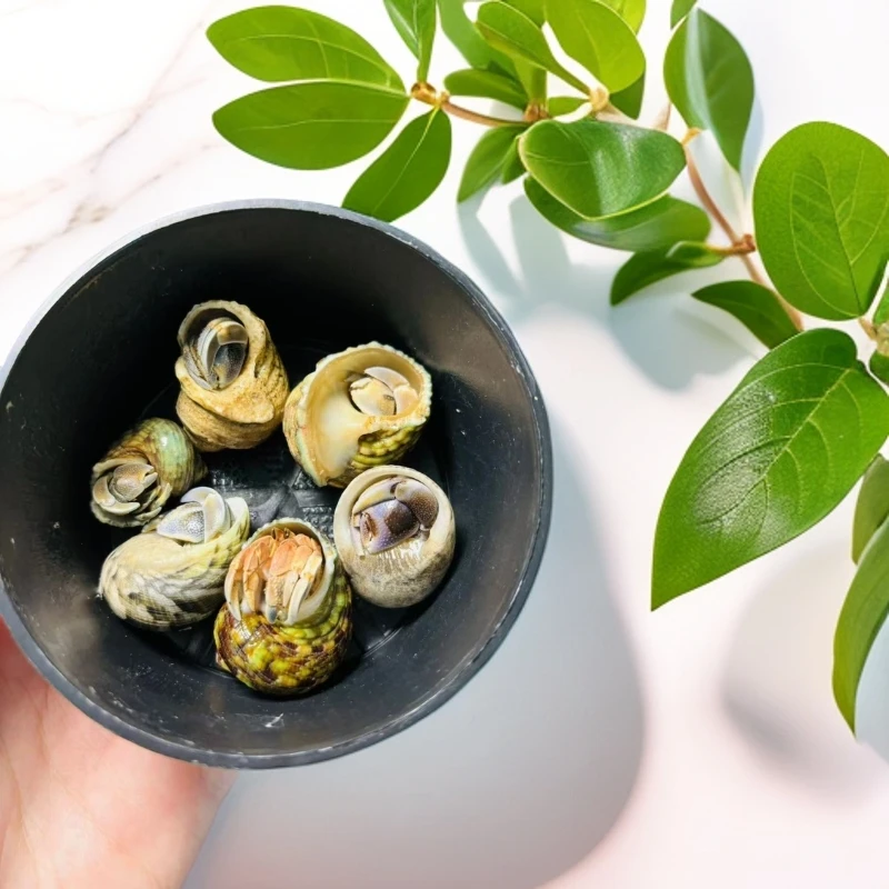 萌宠大小寄居蟹儿童礼物