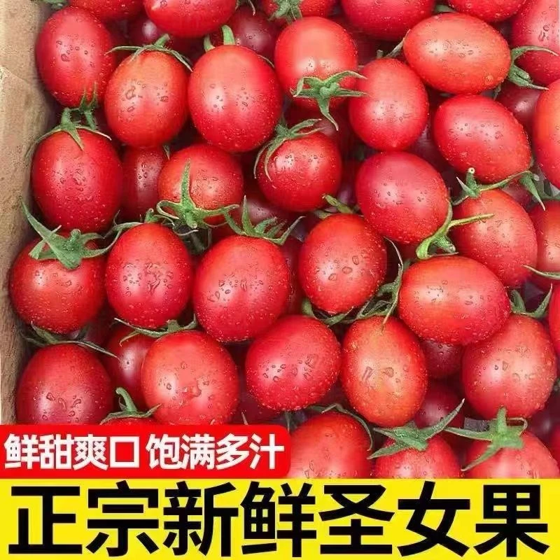 正宗广西圣女果带箱5斤小番茄蔬菜孕妇水果新鲜西红柿现摘