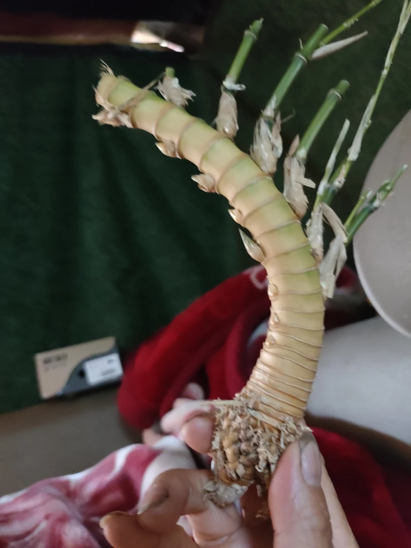 竹根毛料毛坯批发