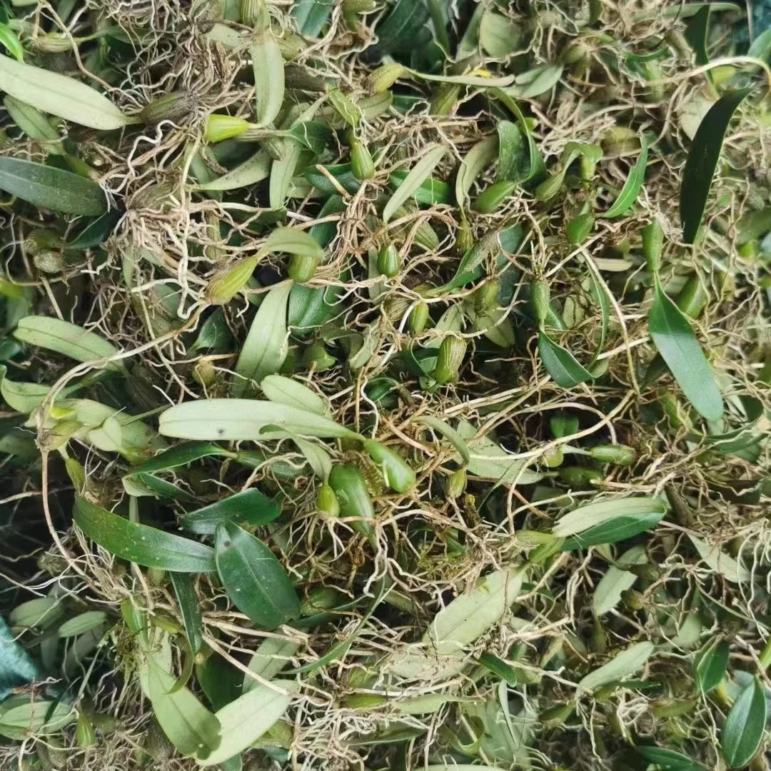 单叶小果石橄榄味道甘甜无沙土（生鲜接受不了少许黄叶请绕道）红薯