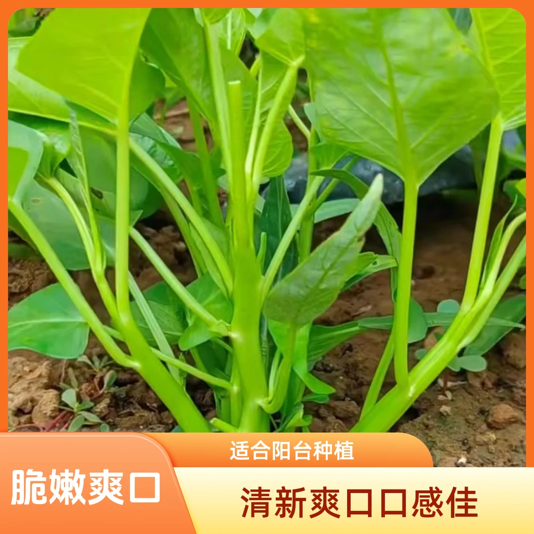 【秋种】三叉空心菜种籽柳叶通心菜种子四季阳台蔬菜种子菜籽种植