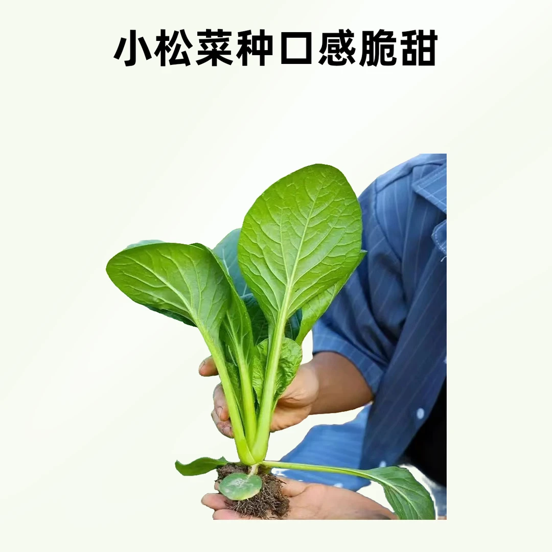 【秋种】小松菜种子小菘菜甜脆易生青阳台庭院种植菜籽易种四季可种