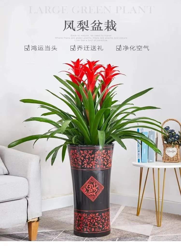 大型鸿运当头盆栽凤梨植物年宵花卉 室内绿植办公室开业乔迁送礼