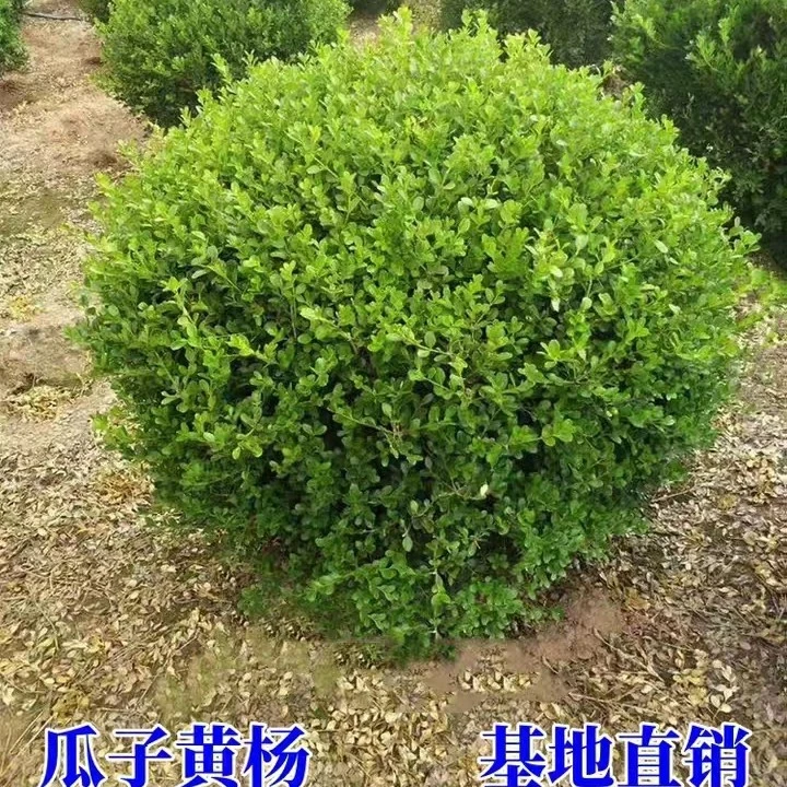 庭院观赏球小叶黄杨球花箱栽植黄杨球形瓜子黄杨篱笆苗庭院绿化