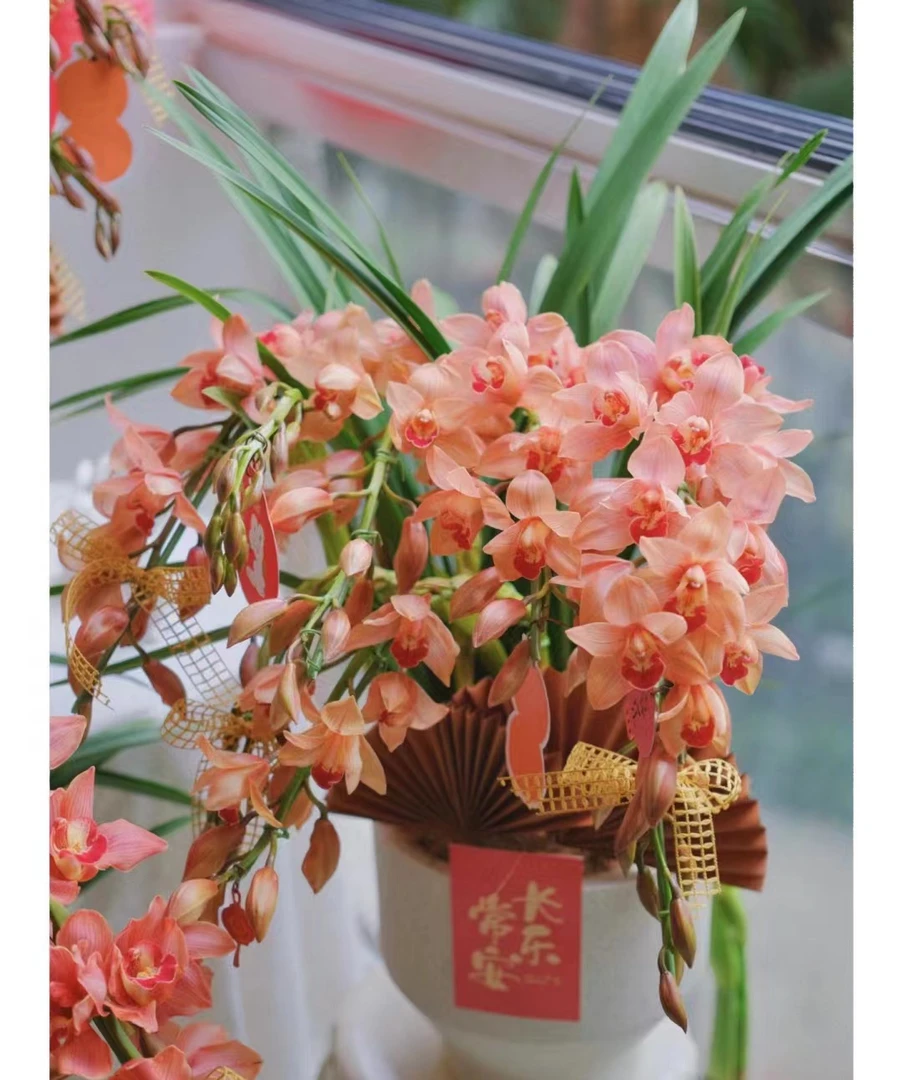 大花蕙兰【梦境】 基地直发带花带花苞精品(拱兰）（坏盆不售后）