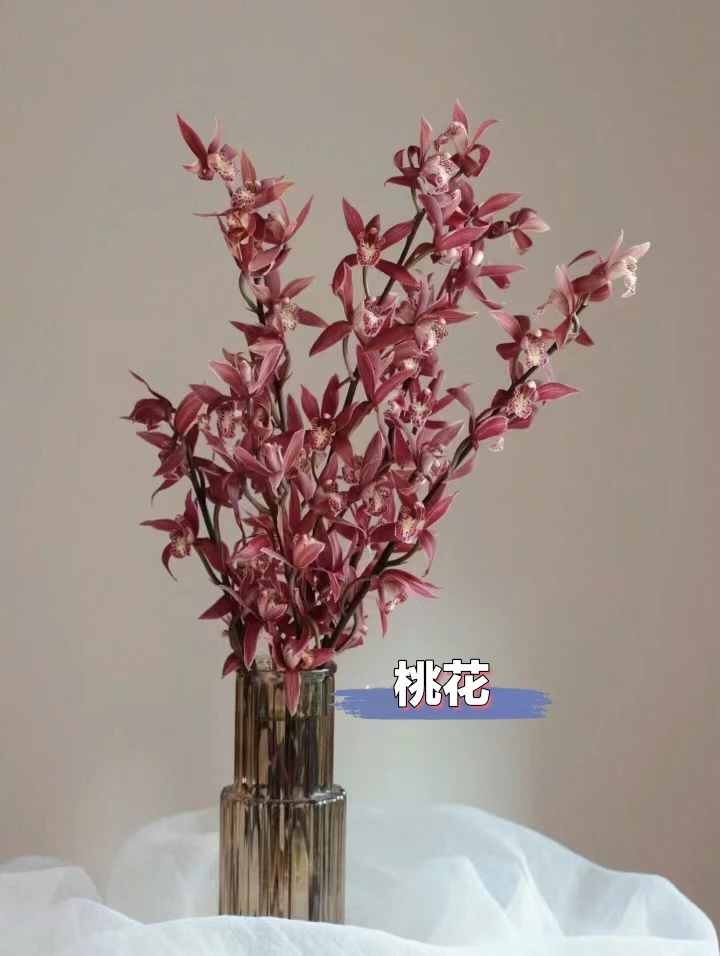 大花蕙兰【桃花】 基地直发带花带花苞颜值精品（坏盆不售后）