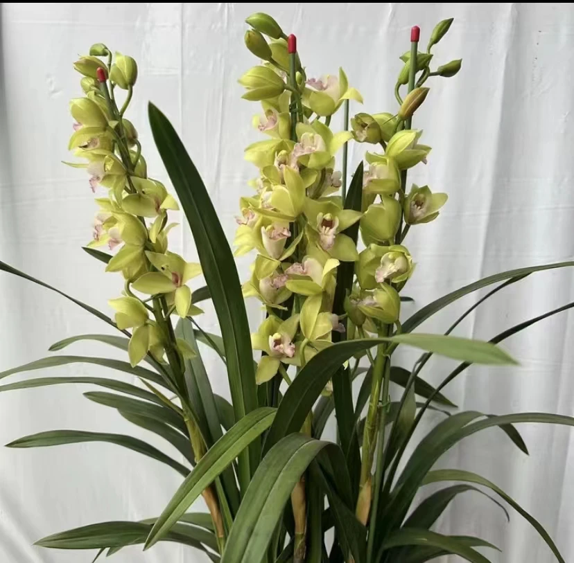 大花蕙兰【绿色翅膀】清香型 基地直发带花带花苞精品（坏盆不售后