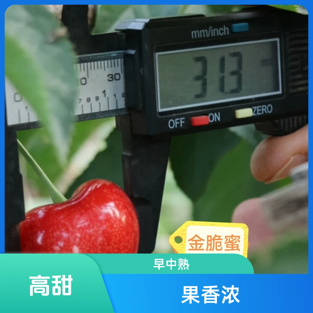 金脆蜜当年小苗零售，量大请前往金脆蜜批发链接