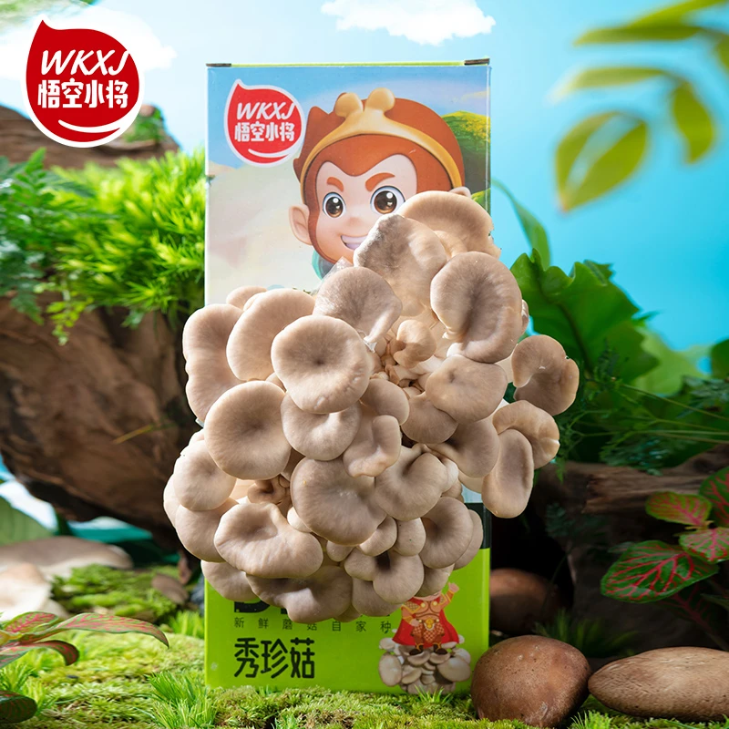 【粉丝专属】悟空小将DIY家庭种植蘑菇菌包蘑菇盒种植1.2KG送喷壶