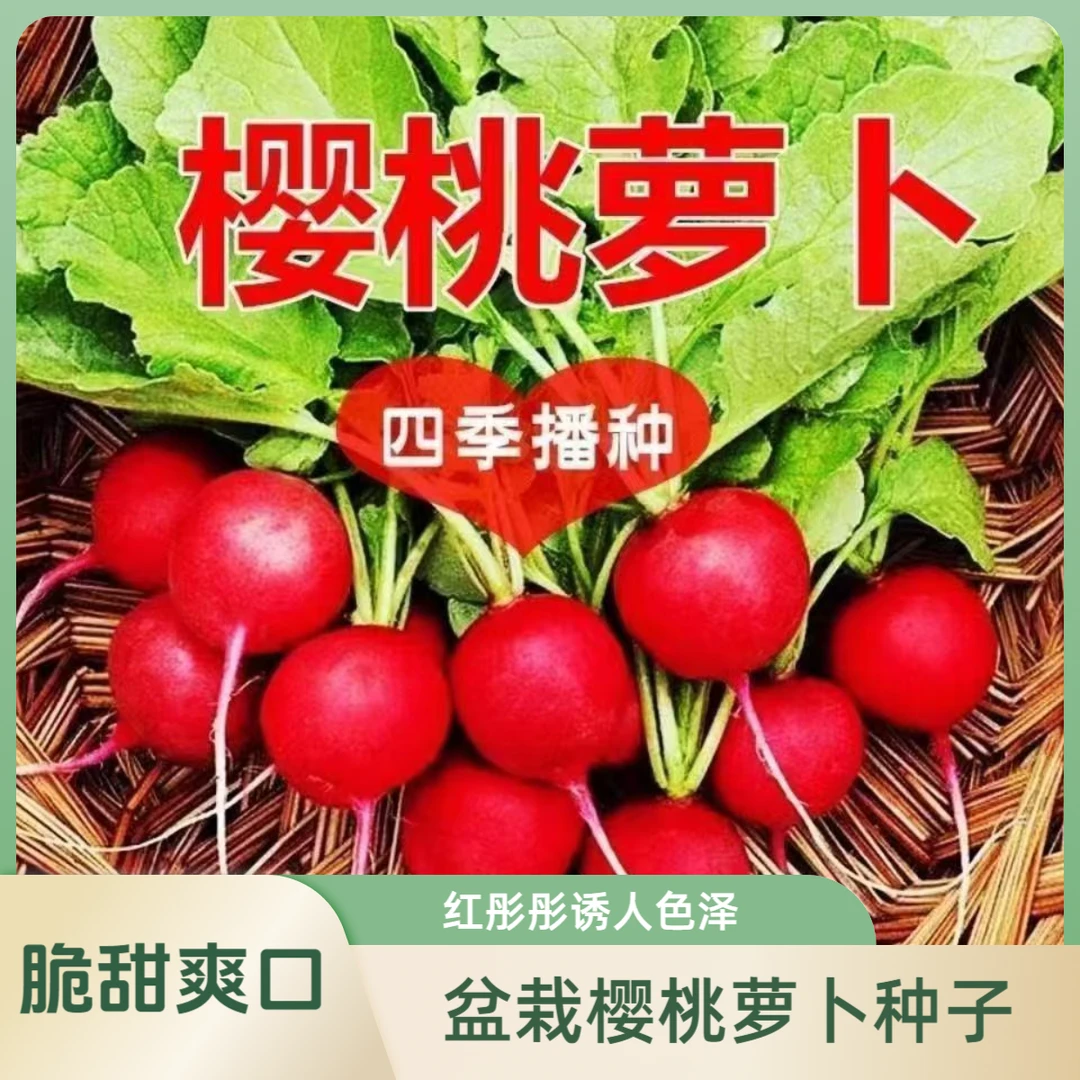 四季樱桃萝卜水果萝卜生吃红皮白肉小萝卜脆甜多汁新鲜蔬菜阳台K3