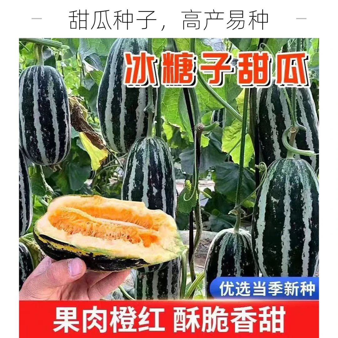 【冰糖心甜瓜种子】超甜高产适应性强四季春季种植简单甜瓜种子D