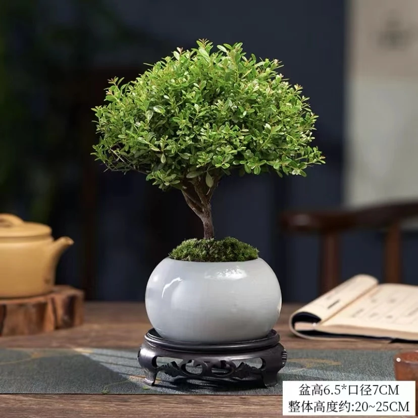 小叶赤楠办公室内绿植盆栽摆件书香气息茶桌盆景清新美观迷你K