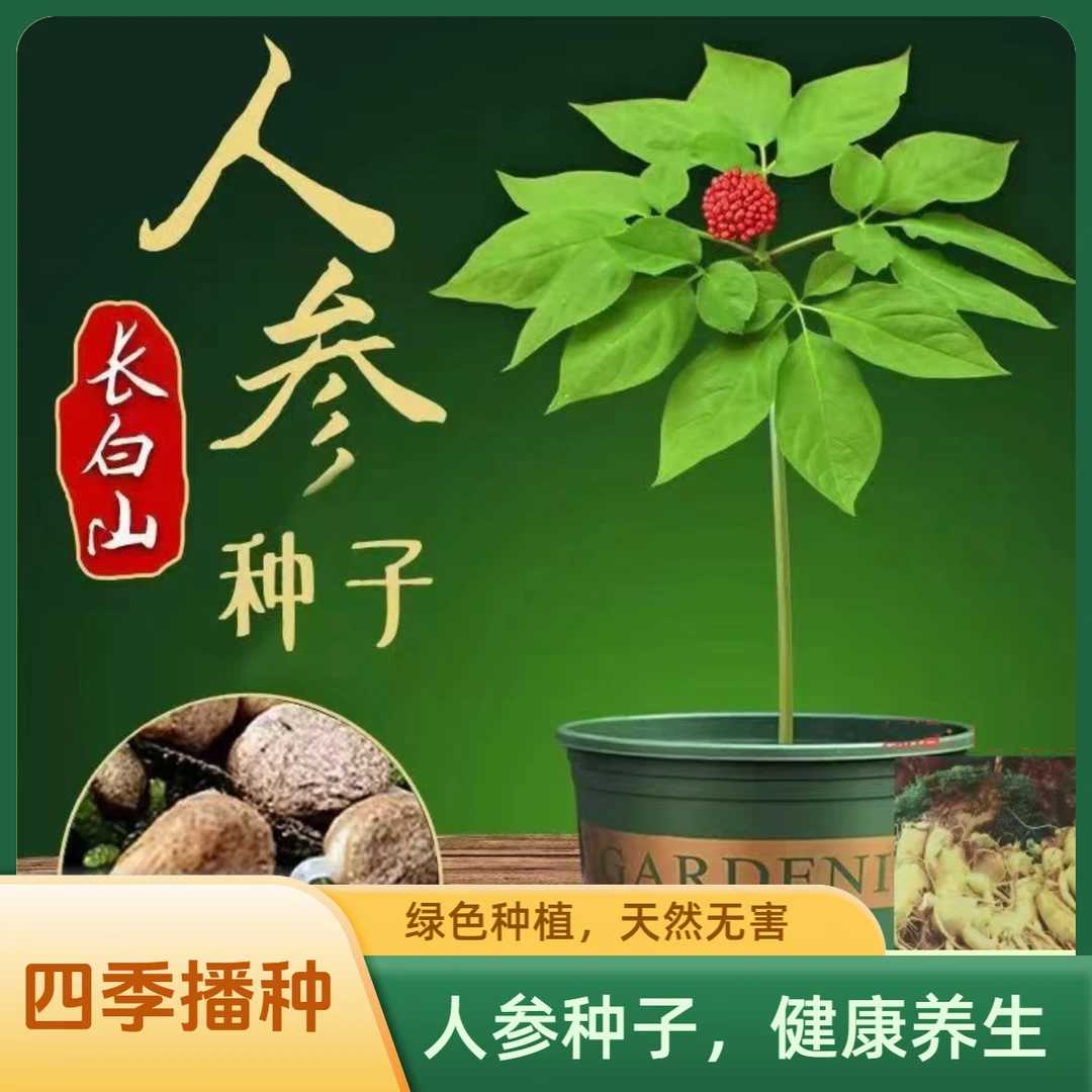 【长白山人参种子】正宗 四季播种 阳台小院四季均可种植栽培简单D