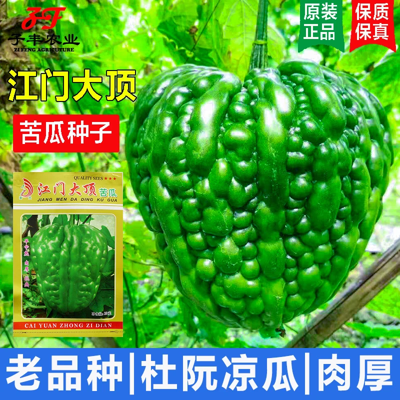 正宗广东江门大顶苦瓜种子春季秋季肉厚油绿杜阮凉瓜种籽原装正品